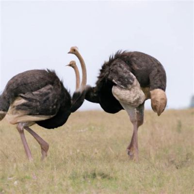 Why Do Ostriches Dance? And What Role Do They Play in Nature’s Symphony?